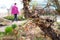 Larch branch in the garden. Blurred background, man moves. Bright beautiful plant