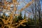 Larch branches with golden needles on the background of autumn forest