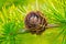 Larch cone closeup