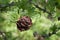 Larch cone on a tree