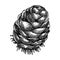 Larch cone vector illustration. Hand-sketched conifer tree drawing. Winter tree cone sketch. Perfect for Christmas cards,