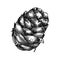 Larch cone vector illustration. Hand-sketched conifer tree drawing. Winter tree cone sketch. Perfect for Christmas cards,