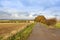 Larch copse with footpath