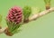 Larch flower