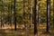 Larch forest in autumn colors