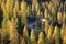 Larch forest in autumn, Dolomites, Italy