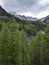 Larch forest and snow capped mountains in parc natural du queyras near ceillac in the french alps