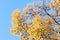 Larch golden yellow needle leaves branch with pines on blue sky as background for beautiful autumn orange wallpaper macro