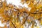 Larch golden yellow needle leaves branch with pines on light sky as background for beautiful autumn orange wallpaper macro