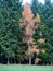 Larch with golden yellow needles