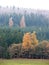 Larch with golden yellow needles in the pine forest in a snow sh