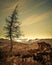 Larch on Holme Fell