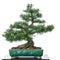 Larch (Larix decidua) as bonsai tree