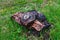 Larch log with bizarre outgrowth lies on the green grass in a clearing in the Altai