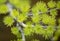 Larch needles of a pioneer bog mat species, New Hampshire