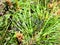 Larch sawfly on pine bush