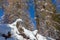 Larch stump with a carved face immersed in the snow