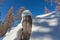 Larch stump immersed in the snow