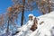 Larch stump immersed in the snow in the middle of a forest