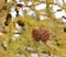 Larch Or Tamarack Cones In Autumn