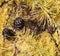 Larch Or Tamarack Cones In Autumn