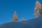 Larch tips covered in snow over a snowy slope