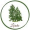 Larch tree as vector drawn conifer evergreen