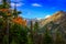 Larch tree in autumn looking into mountain valley