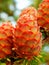 Larch tree cones