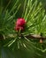 Larch tree female red cone looking like a beautiful flower