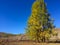 Larch tree in the middle of the Kurai steppe. Golden autumn in Altai, Russia