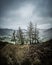 Larch Trees above Borrowdale