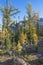 Larch Trees and Rocky Mountains at Lake Oâ€™Hara