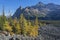 Larch Trees and Rocky Mountains at Lake Oâ€™Hara