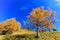 Larch trees turning orange during Autumn Season