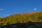 Larches with autumn colors at sunset