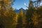 Larches forest with autumn colors and dolomite peaks background at sunset