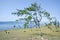 Larches in Olkhon island steppe. Lake Baikal. Asia