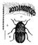 Larder Beetle Larvae and Imago, vintage illustration
