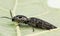 Large 1.5 long, Eyed Click Beetle close-up