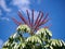 The large, 1 m large dole grape of a ray aralea, Schefflera Actinophylla Harms