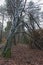 Large abstract bare tree in rural woodland during winter