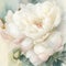 Large abstract illustration of a white and pink peony flower on soft watercolor background