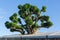 Large acacia koa tree growing in roof