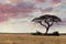 Large Acacia tree in the open savanna plains Africa