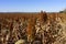 Large acreage of sorghum ready to harvest