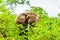 A large adult African Elephant eating leafs from Mopane Trees in a forest near Letaba in Kruger National Park