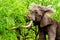 A large adult African Elephant eating leafs from Mopane Trees in a forest near Letaba in Kruger National Park