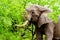 A large adult African Elephant eating leafs from Mopane Trees in a forest near Letaba in Kruger National Park