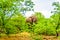 A large adult African Elephant eating leafs from Mopane Trees in a forest near Letaba in Kruger National Park